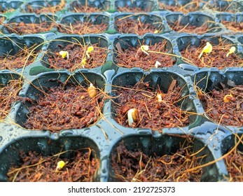 Sowing Vegetable Seeds With Cocopeat Media In The Seedling Tray