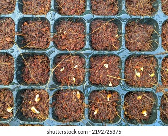 Sowing Vegetable Seeds With Cocopeat Media In The Seedling Tray