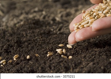 Sowing Wheat