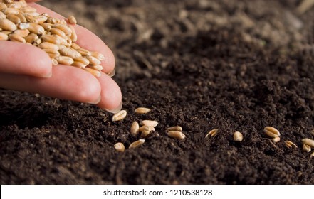 Sowing Wheat By Hand In Home Garden.