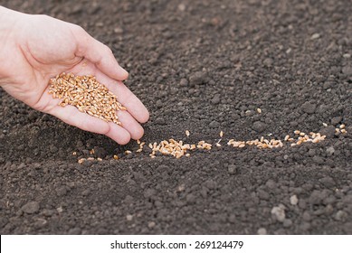 Sowing Of Wheat In The Ground.