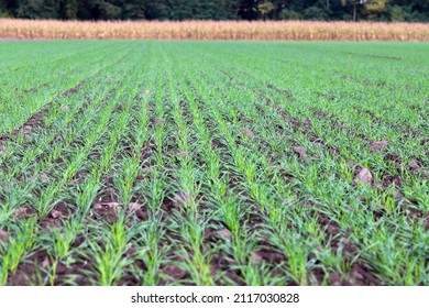 Sowing Winter Cereals In Autumn. Agriculture.