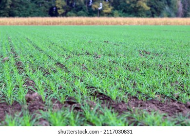 Sowing Winter Cereals In Autumn. Agriculture.