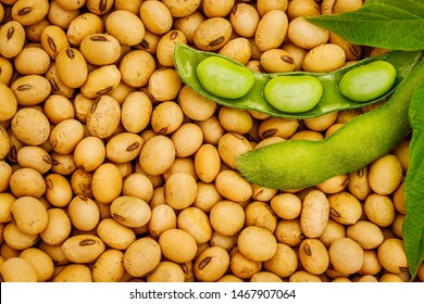 Soy Bean, Close Up.  Open Green Soybean Pod And Leaf On Dry Soy Beans Background.