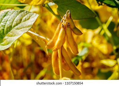 Soy Bean, Close Up. Ripened Soybean Pods In Field. Autumn Harvest Background