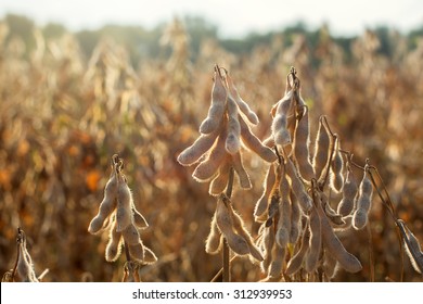 Soy Bean Field