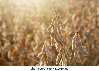 Soy Bean Field