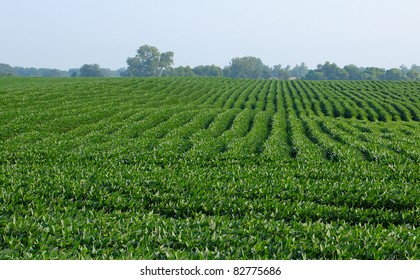 4,039 Corn fields with bean fields Images, Stock Photos & Vectors ...