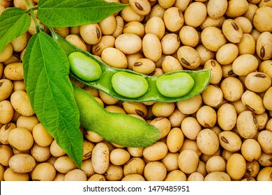 Soy bean mature seeds with immature soybeans in the pod. Soy bean, close up. Open green soybean pod on dry soy beans background. 