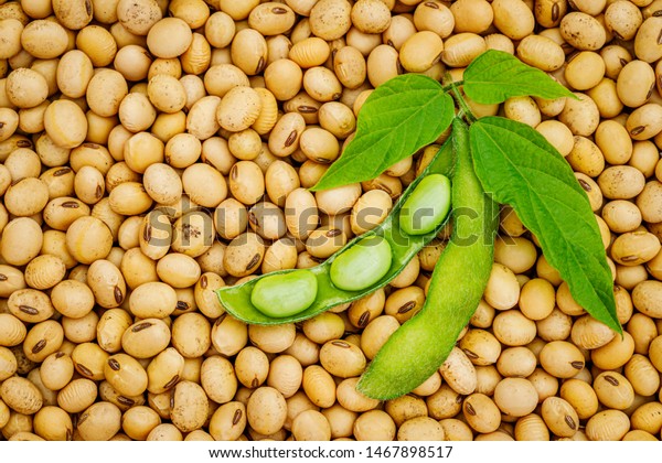 Soy bean mature\
seeds with immature soybeans in the pod. Soy bean, close up.  Open\
green soybean pod on dry soy beans background. Green soybean pods\
on dry soy bean  