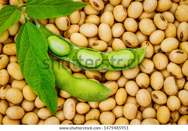 Soy bean mature seeds with immature soybeans in the pod.
Soy bean, close up. Open green soybean pod on dry soy beans
background. 