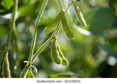 Soy Bean Plant Detailed On The Field