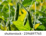 Soy beans grow in the field. Selective focus. Nature.