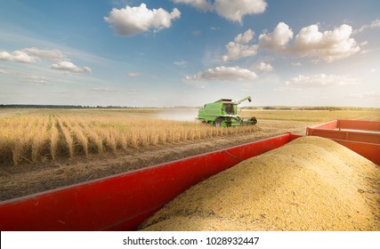 Soy Beans In Tractor Trailer During Harvest