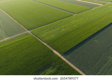Soy and corn field with rows of soya bean and corn plants in sunset, agriculture background