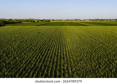 Soy and corn field with rows of soya bean and corn plants in sunset, agriculture background