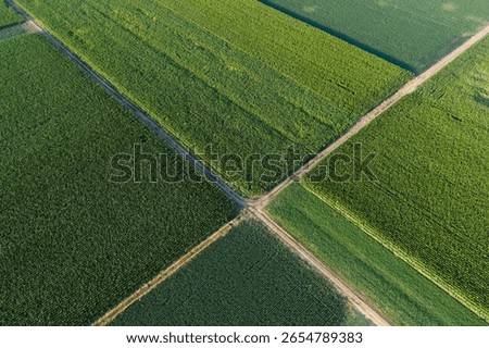 Soy and corn field with rows of soya bean and corn plants in sunset, agriculture background