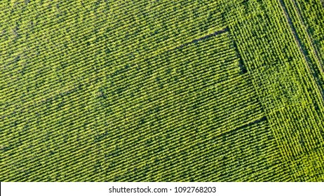 Soy Crop Aerial View