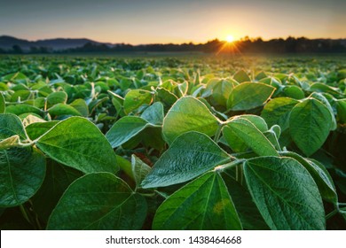 Soy field in early morning. Soy agriculture
