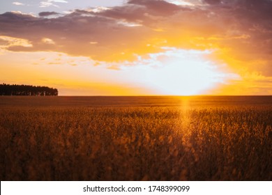 Soy Field In Early Morning. Soy Field In Sunset. Soy Plantation Brazil. Soja No Por-do-sol