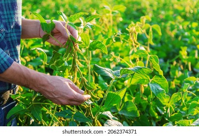 Soy in the field in the hands of a male farmer. Selective focus. Nature. - Shutterstock ID 2062374371