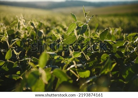 Soy field and soy plants in early morning light. Soy agriculture.