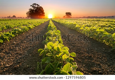 Soy field and soy plants growing in rows, at sunset