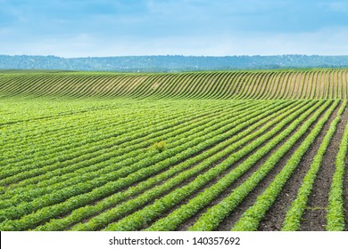 Soy Field With Rows Of Soya Bean Plants