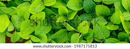 Soy green leaves on soybean field, top view. Agricultural soy plantation in summer.