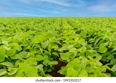 Soja Pflanze Stockfotos Bilder Und Fotografie Shutterstock