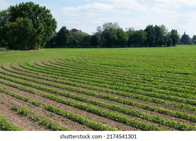 69,136 Legume crops Images, Stock Photos & Vectors | Shutterstock