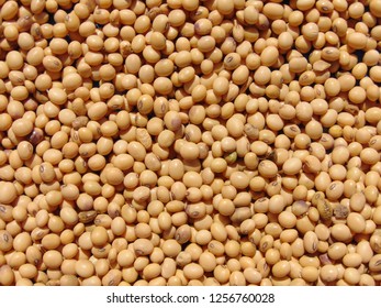 4,171 Corn wheat soy Images, Stock Photos & Vectors | Shutterstock