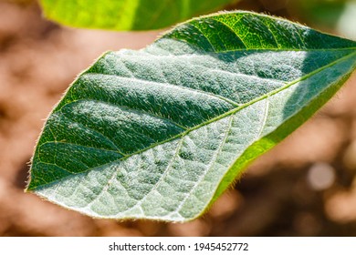 Soy Leaf  In Soybean Plant In Summer Field, Close Up. Agricultural Soy Plantation Background.  