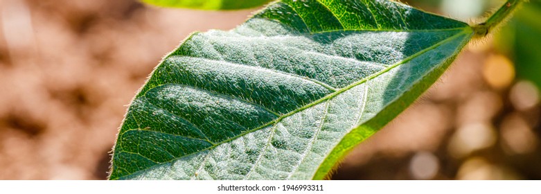 Soy Leaf  In Soybean Plant In Summer Field, Close Up, Banner