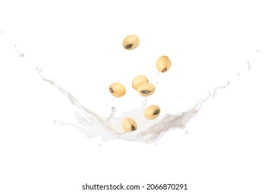 Soy milk splashing with soybean falling isolated on white background.