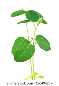 Soy Plant Isolated On White Background