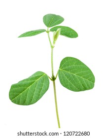 Soy Plant Isolated On White Background