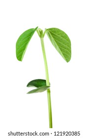 Soy Plant Isolated On White Background