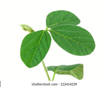 Soy Plant Isolated On White Background