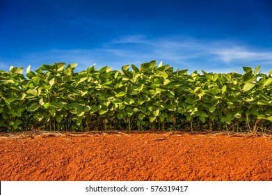 Soy Plantation