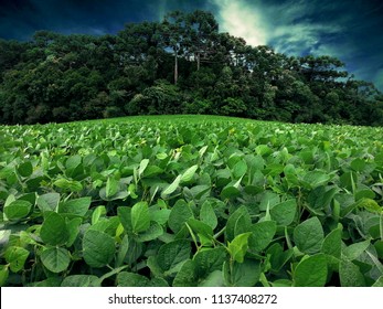 Soy Plantation In Brazil