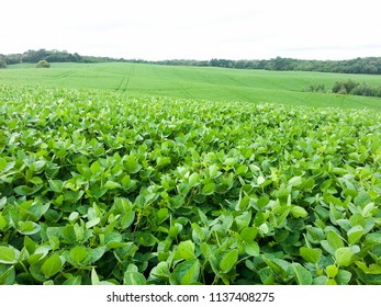 Soy Plantation In Brazil