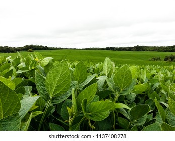 Soy Plantation In Brazil