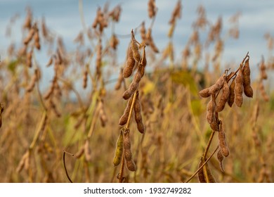 Soy plantation with dry grains, ready for harvest
