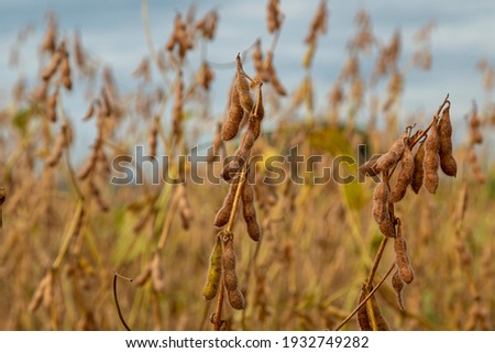 Soy plantation with dry grains, ready for harvest