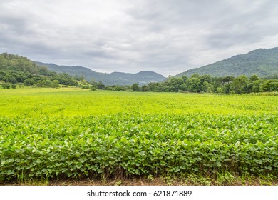 Soy Plantation In Farm In Arroio Do Meio, Rio Grande Do Sul, Brazil