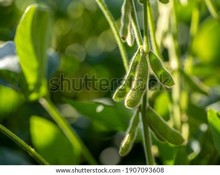 soy plantation with sky on the horizon and macro details