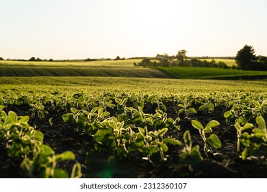 Soy sprouts planted in neat rows. Green young soybean plants growing from the soil. Backlit young soy seedling. Agriculture. - Shutterstock ID 2312360107