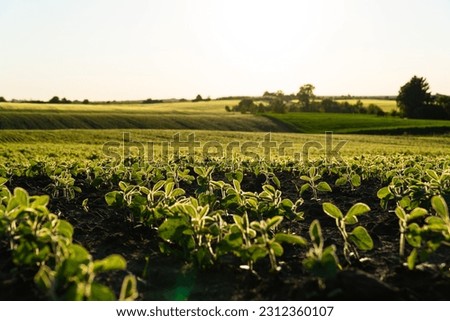 Soy sprouts planted in neat rows. Green young soybean plants growing from the soil. Backlit young soy seedling. Agriculture.