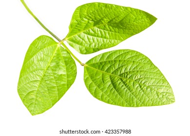 Soya Bean Green Leaf Closeup Isolated On White Background